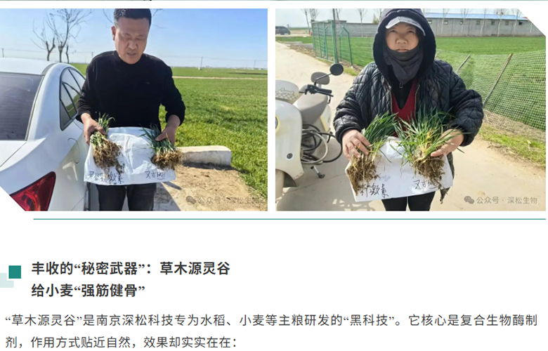 盐碱地小麦亩产创新高！现场直击：毛细根增加200%，麦穗增重25%，生物酶浸种让小麦“起死回生”~