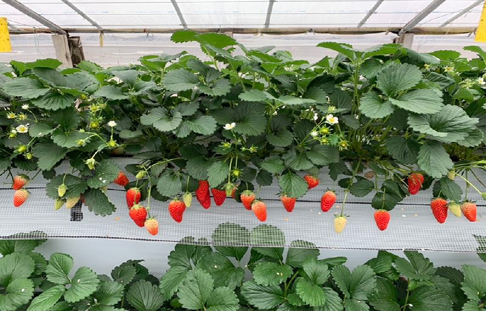 从 “零农残” 到风味升级：深松复合生物酶如何重塑草莓品质？