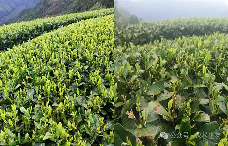 深松：我们以“茶”为例，从根源上实现“零农残”的科学验证！